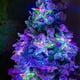 thumbnail image 1 of Pentagrama Luminoso para Navidad, Boda, Hotel, Centro Comercial, Fiesta de Cumpleaños, Decoración, Luces Tridimensionales, 1 of 6