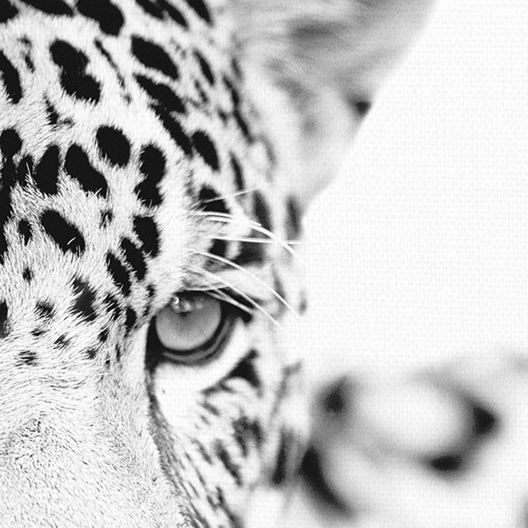 Majestic Calm by Staffan Widstrand Leopard Photo Canvas Art