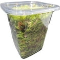 thumbnail image 4 of Sprig & Stone Fresh Mood Moss | Medium, 4 of 5