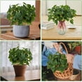 thumbnail image 7 of ABPETE 12pcs Artificial Mint Plant, Faux Greenery Plastic Houseplant Faux Stems Greenery for Garden Patio Planter Pathway Porch Kitchen Window Decor, 7 of 7
