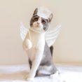 thumbnail image 5 of GAXIRE POPETPOP - Disfraz de alas de ángel para Halloween para mascota, ropa de cambio de imagen para mascota, disfraz de cosplay elegante, suministros para gato (blanco), 5 of 5