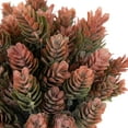 thumbnail image 5 of Northlight Two-Tone Wild Flower Artificial Plant in a Textured Lined Pot - 8", 5 of 5