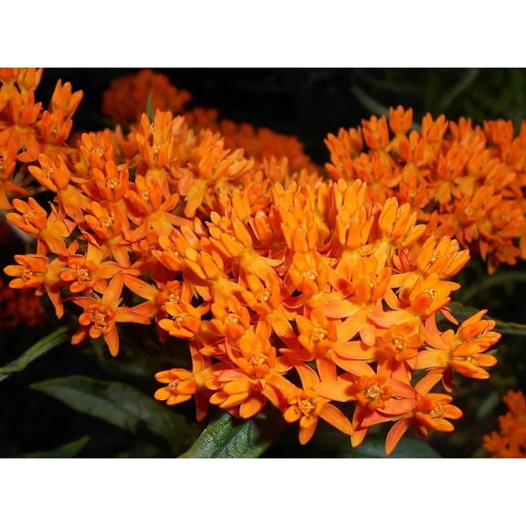 Orange Butterfly Weed Milkweed Asclepias tuberosa Premium Seed Packet Monarch