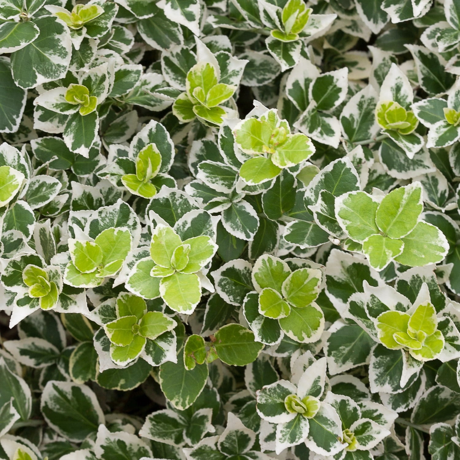 Proven Winners ColorChoice 6" Multicolor White Album Wintercreeper Live Plant in 7.5" Pot