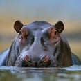 thumbnail image 2 of Fitzharris, Tim 12x12 White Modern Wood Framed Museum Art Print Titled - Hippopotamus-Mara River-Kenya, 2 of 4