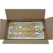 INTBUYING Life Size Human Skeleton Model Medical Full Body Anatomical Teaching Model for Anatomy Teaching and Studying
