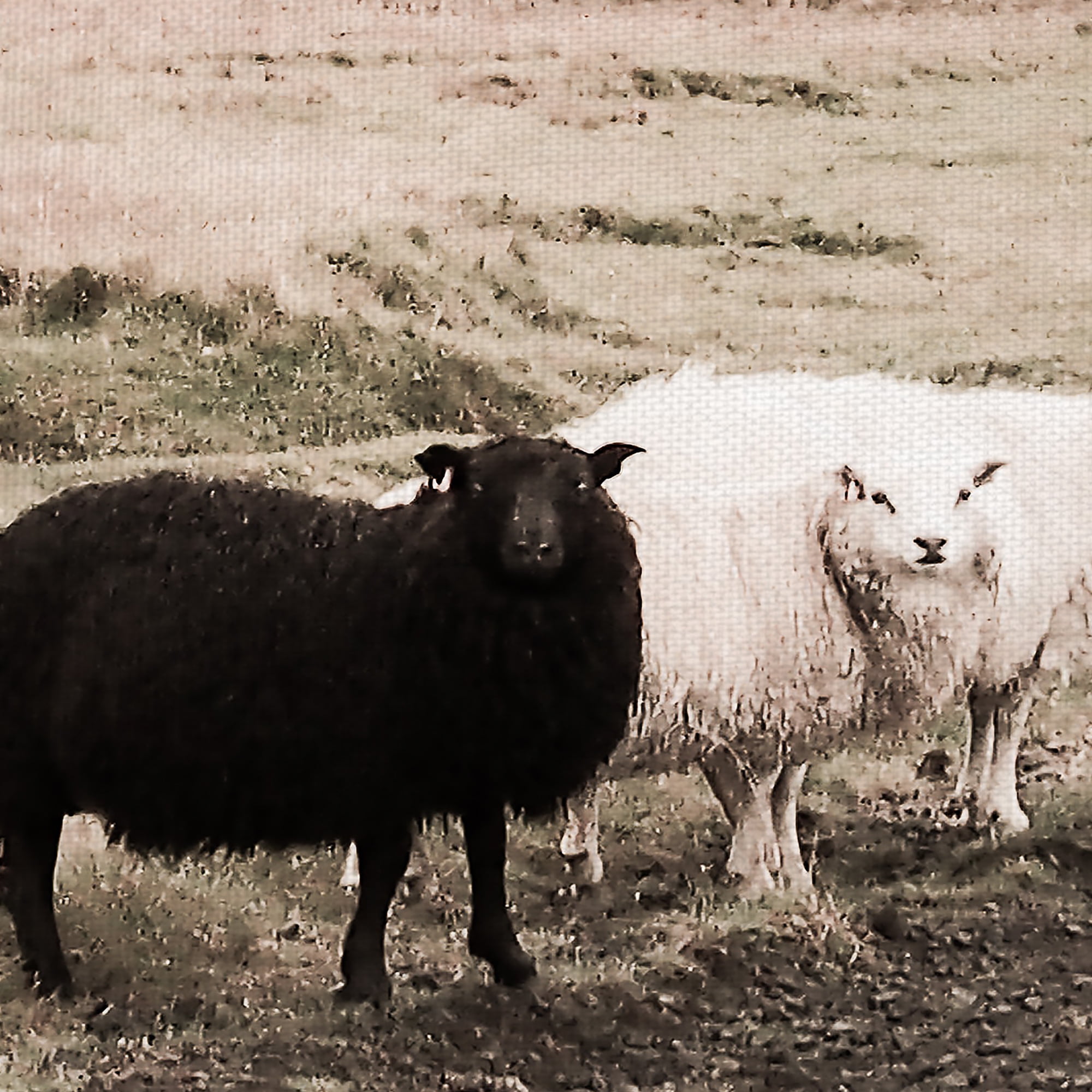 Masterpiece Art Gallery Black Sheep on the Roadside by Topich Canvas Art Print 24" x 48"