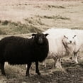 thumbnail image 3 of Masterpiece Art Gallery Black Sheep on the Roadside by Topich Canvas Art Print 24" x 48", 3 of 4