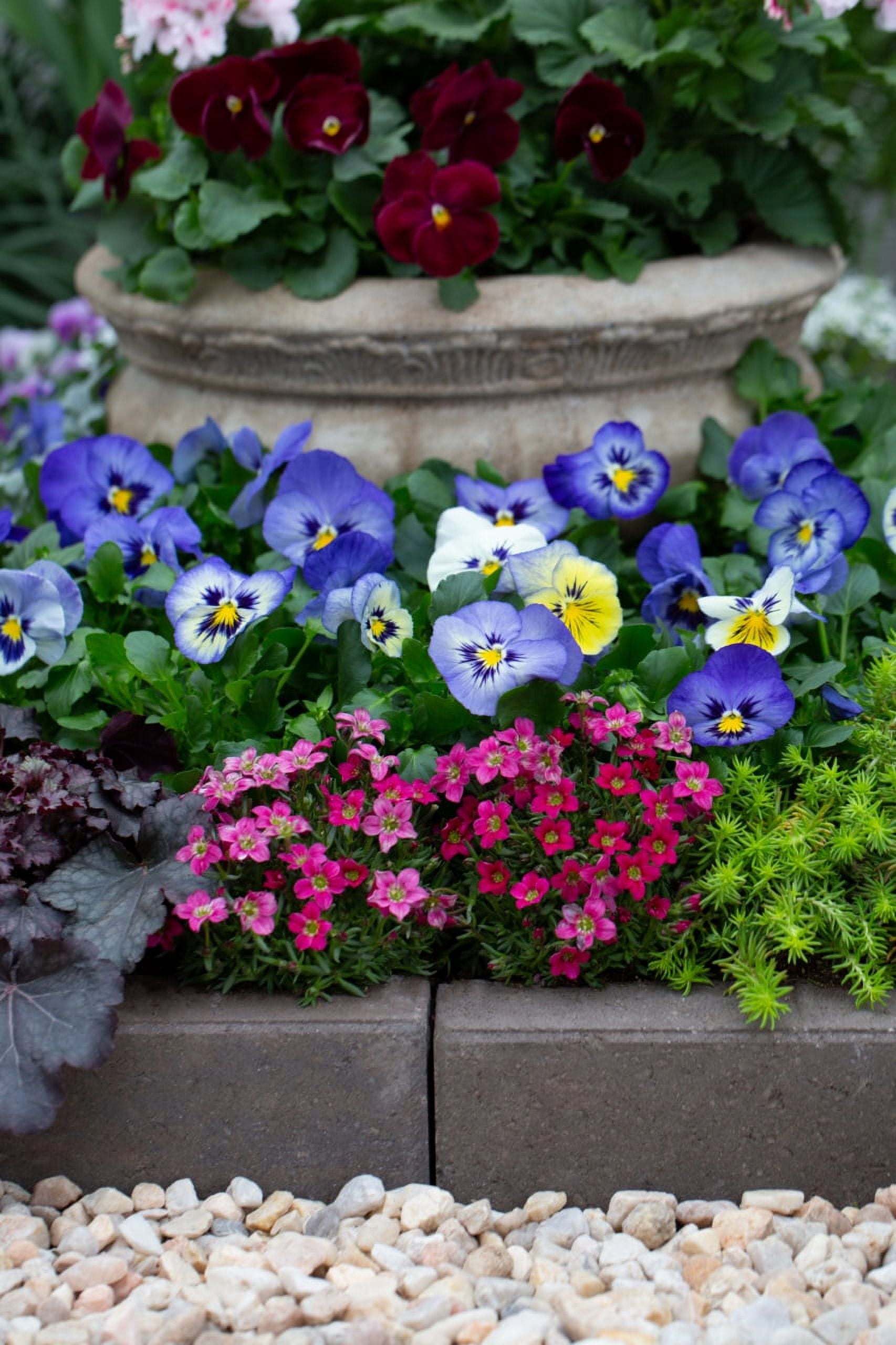 Better Homes & Gardens QT Multicolor Saxifraga Live Plants with Grower Pot