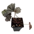 thumbnail image 4 of Silverberry Coral Bells - Heuchera - Perennial - 2.5" Pot, 4 of 4
