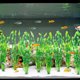 thumbnail image 5 of Plantas de agua artificiales de algas marinas para acuario, decoraciones de plantas de pecera de plástico, 5 of 7