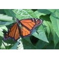 thumbnail image 1 of Pre-Owned Nature Spirits: Endangered Like the Bees How Can We Help Them? (Paperback) 0615302157 9780615302157, 1 of 1