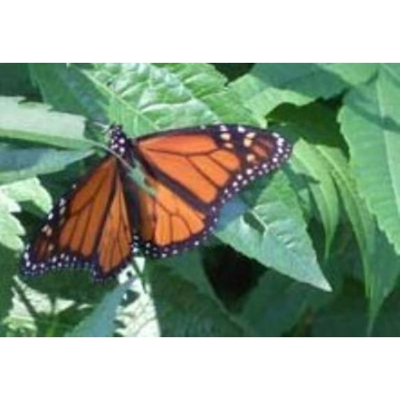 Pre-Owned Nature Spirits: Endangered Like the Bees How Can We Help Them? (Paperback) 0615302157 9780615302157