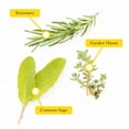 thumbnail image 2 of 1 Chef’s Choice Herb Plant Trio: Live Aromatic Culinary Herbs in 3.5" Cubes | Garden-Ready Tuscan Blue Rosemary, Sage & Thyme Plants with Fresh Savory Flavor for Cooking, Containers & Home Gardens, 2 of 9