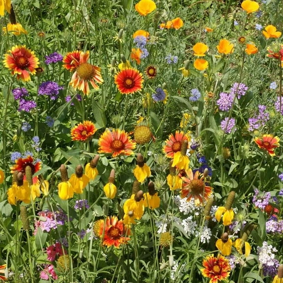 Outsidepride Southwest Wild Flower Seed Mix - 1 lb. Heat & Drought Tolerant Premium Blend of Annual & Perennial Wildflower Seeds for Planting on Outdoor Lawns & Gardens from Spring to Fall