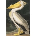 thumbnail image 2 of Art.com American White Pelican, Pelecanus Erythrorhynchos, from the Birds of America by John J. Audubon, Pu Stretched Canvas Print Wall Art by John James Audubon, 12" x 18", 2 of 4