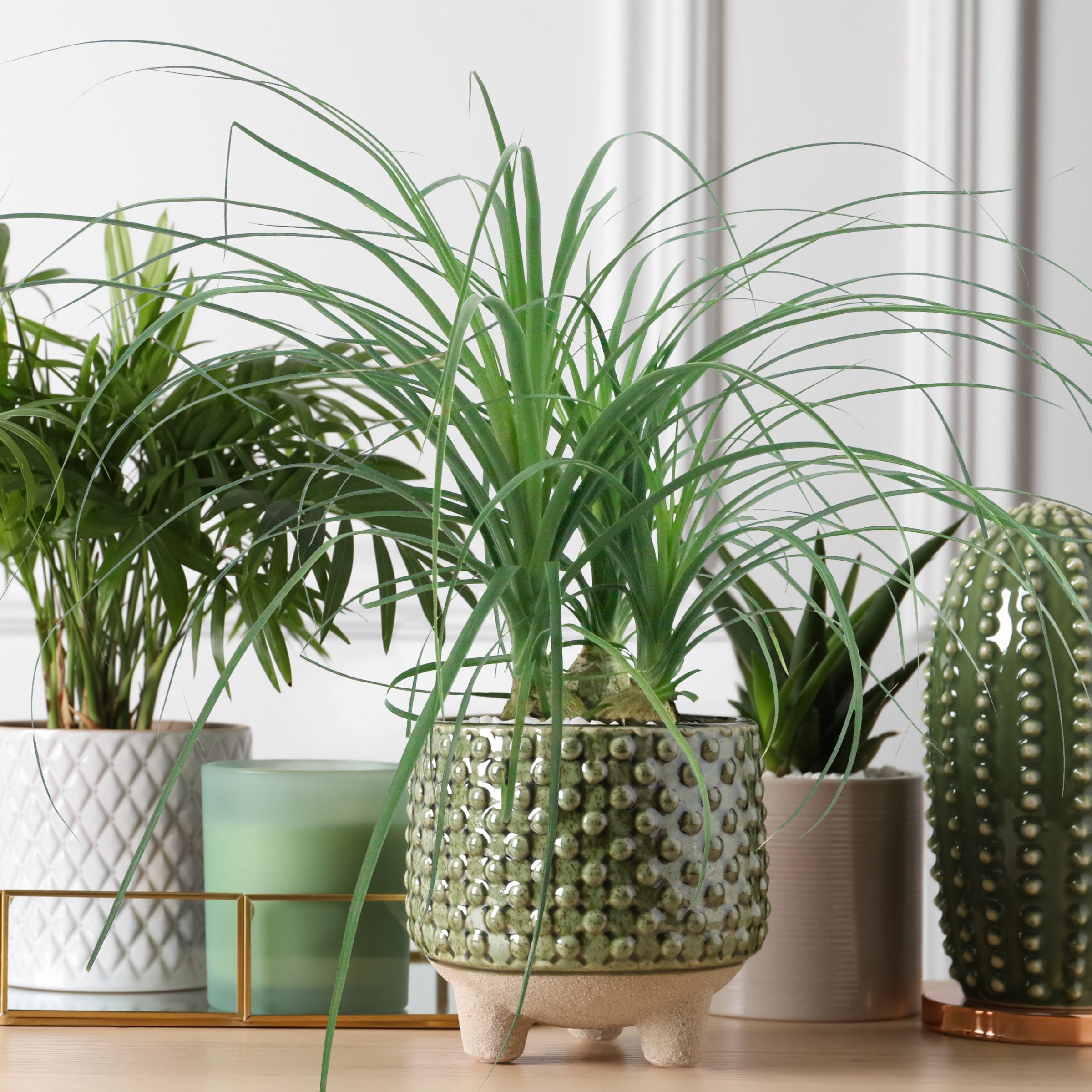 4 in. Ponytail Palm Plant in Grower Container (3-Pack)