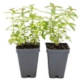 thumbnail image 3 of 2 Lemon Verbena Plants in Cubes | Live Aromatic Evergreen Culinary Herb with Lemon-Scented Foliage | Fast-Growing Perennial Shrub for Teas, Pollinators, Containers & Gardens (Aloysia citrodora), 3 of 10