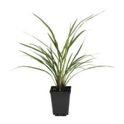 Expert Gardener Dracaena 1PT Green Live Plants