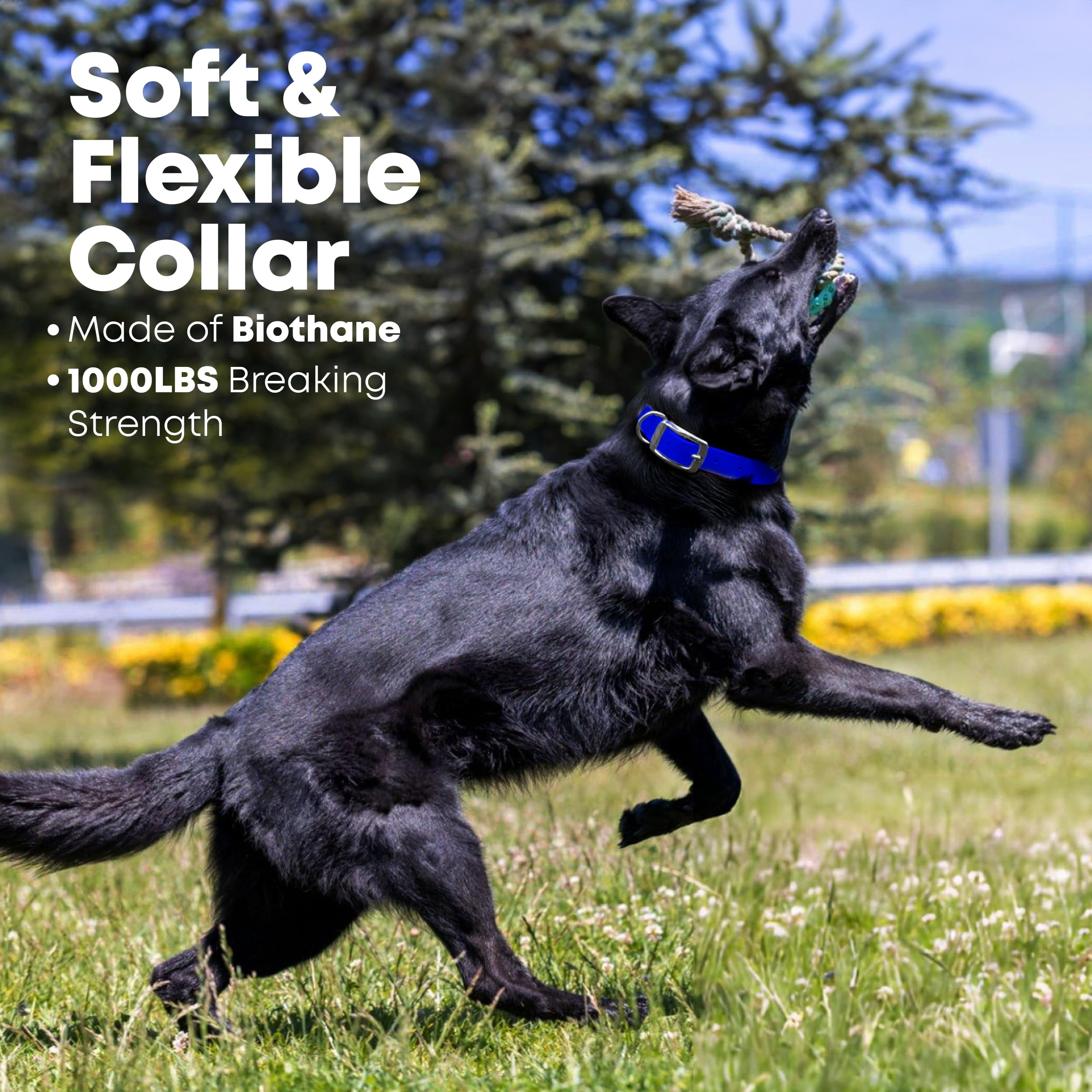 Regal Dog Products Waterproof Collar with Black Hardware - Easy to Clean, Water Resistant, Double Buckle & Center Ring
