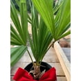 thumbnail image 3 of Windmill Palm - 5 Live Plants in 4 Inch Pots - Trachycarpus Fortunei - Hardy Palm from Florida, 3 of 5