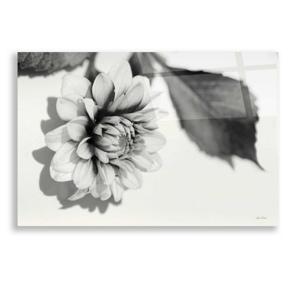 Epic Art 'White Dahlia I' by Lori Deiter, Acrylic Glass Wall Art, 24"x16"
