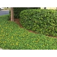 thumbnail image 6 of EcoTurf Perennial Peanut Grass - 30 Live Plants - Arachis Glabrata - Drought Tolerant Low Maintenance Ground Cover, 6 of 9