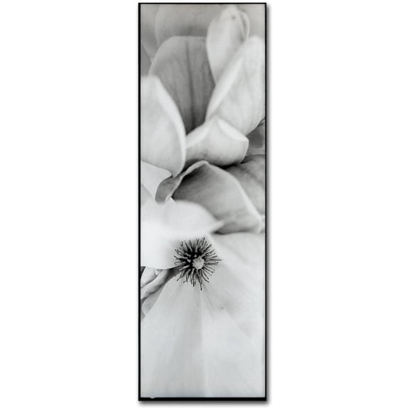 Trademark Fine Art "Magnolia II" Canvas Art by Alan Blaustein
