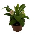 thumbnail image 2 of Charlotte Crown of Thorns - Good Luck Plant - Euphorbia millii - 2.5" Pot, 2 of 3