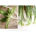 thumbnail image 5 of 2PCS Artificial Hanging Plants Fake Spider Plants Fake Silk Chlorophytum Wall Hanging Plants for Wall Indoor Outdoor Decor, 5 of 8