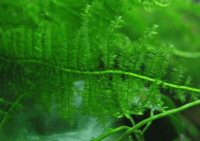 Christmas Moss Live Aquarium Plant – Freshwater Aquatic Moss for Fish Tank, Aquascaping & Planted Tanks, Easy Care Live Plant