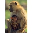 thumbnail image 2 of Fitzharris, Tim 17x24 Gold Ornate Wood Framed with Double Matting Museum Art Print Titled - Olive baboon-mother and baby-Kenya, 2 of 4