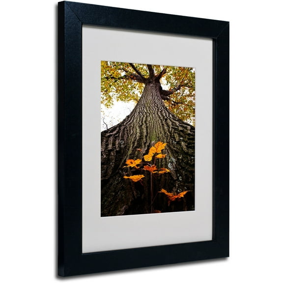Trademark Fine Art "Mighty Maple and Sapling" by Kurt Shaffer, Black Frame