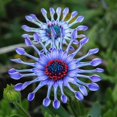 thumbnail image 1 of GSDWIUEW Blue Daisy Seeds, Garden Flower Seeds, 100+ Seeds, Vibrant Blooms, 1 of 3