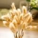 thumbnail image 5 of 30pcs-Cola hierba cola de perro grass-10pcs+20pcs Ormromra LL-2109, 5 of 6
