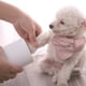 thumbnail image 1 of Limpiador de patas de perro, taza de plástico para lavar pies de mascotas, cubo para limpiar pies de gato sucio, 1 of 4