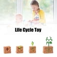 thumbnail image 4 of Plant Life Cycle Of A Growth Stage Model Educational Plant Growth Cycle Toy For School Kid Children, 4 of 4