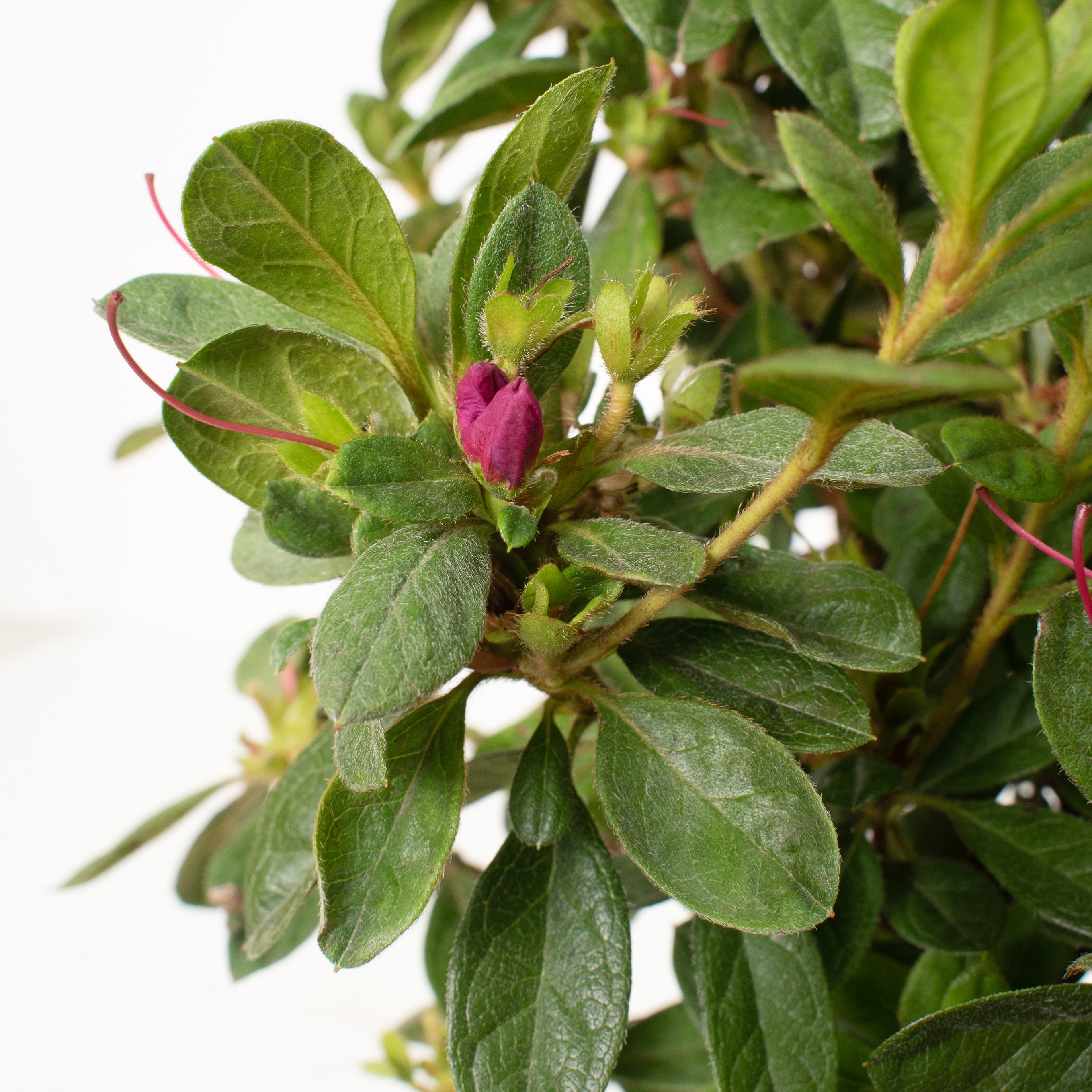 2.25 gal. Azalea Pride of Mobile Live Shrub with Full Sun