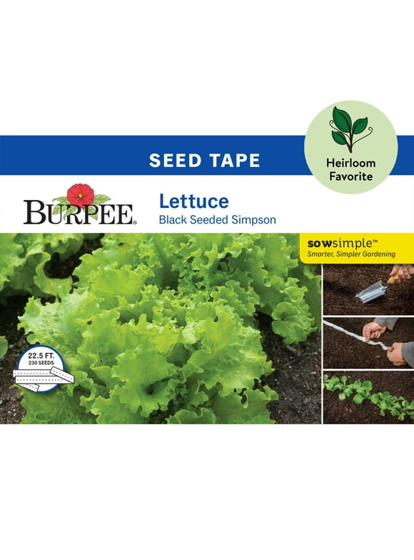 Lettuce Seeds in Seed Gardening
