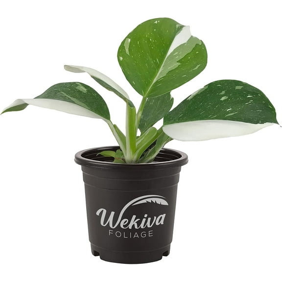 White Wizard Philodendron - Live Plant in a 4 Inch Nursery Pot - Philodendron Erubescens White Wizard - Extremely Rare Indoor Houseplant