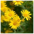 thumbnail image 4 of Everwilde Farms - 1000 Golden Aster Native Wildflower Seeds - Gold Vault Jumbo Bulk Seed Packet, 4 of 5