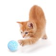 thumbnail image 4 of 6PCS Cat Jingle Ball Set Assorted Plastic Cat Bell Ball Cat Play Ball with Bell, 4 of 10