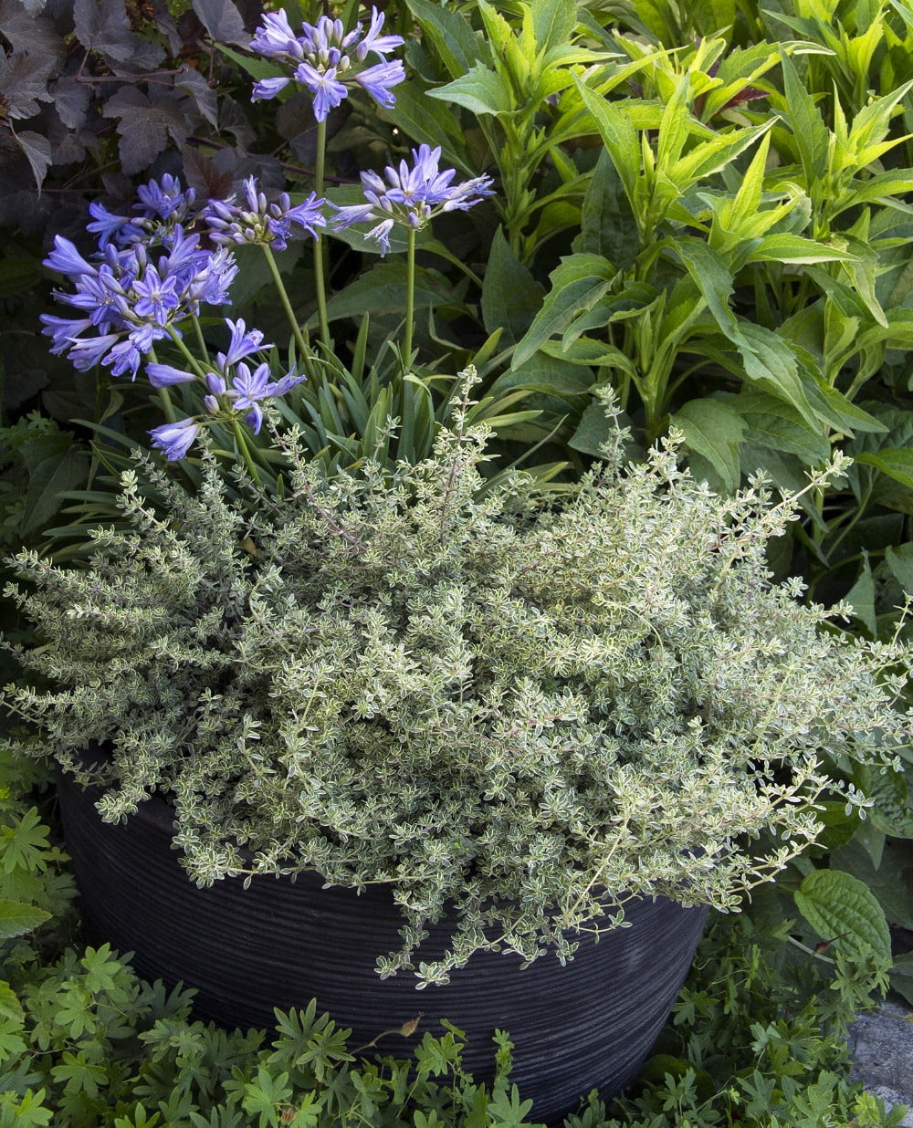 Hi Ho Silver Thyme Plant 4" Pot Indoors/Out Use in any Thyme Recipe