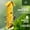 Yellow, variant on Metal Bird Feeders for Outdoors , 6-Ports Tube Bird Feeder, 14 inch, Durable & Weatherproof, Large Capacity for Attracting Birds (Yellow)