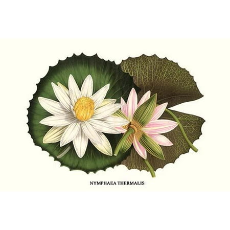 Hungarian Water - Water Lily Nymphaea thermalis Eastern Europe Hungarian Lotus Poster Print by Louis Benoit Van Houtte