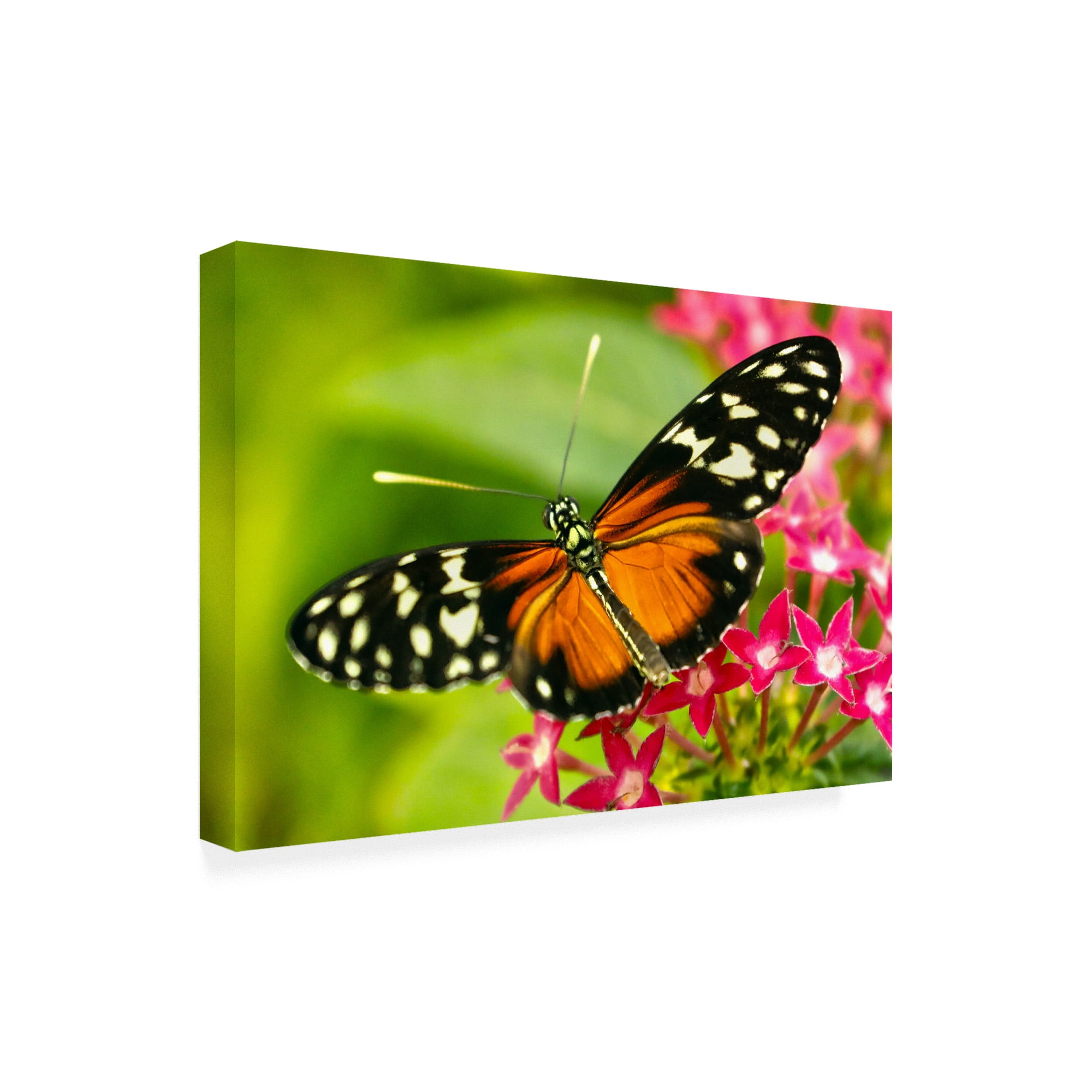 Trademark Fine Art 'Cream Orange Butterfly' Canvas Art by Mitch Catanzaro