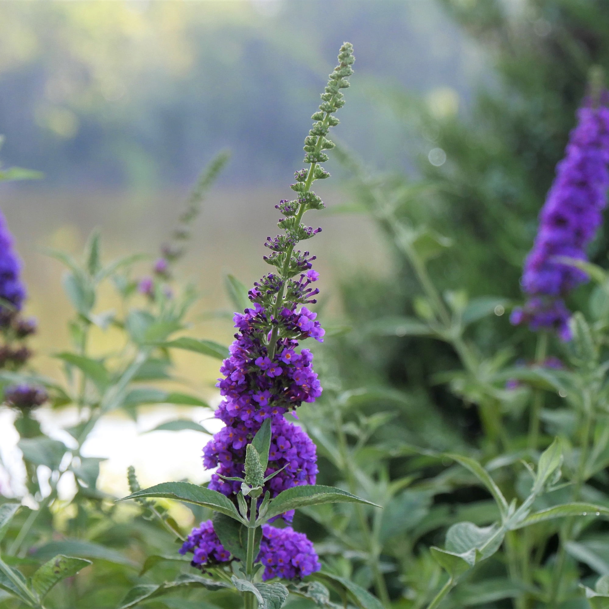 Proven Winners Miss Violet Buddleia Live Shrub (2 Gallon)