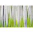 thumbnail image 2 of Aspen Tree Blurry Abstract; Canada Poster Print (19 x 12), 2 of 4