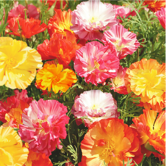 TomorrowSeeds - Ballerina Mix California Poppy Seeds - 6000  Count - For 2026 Planting Crimped