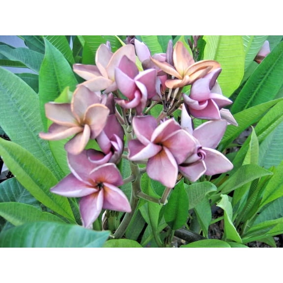 10 Lavender Plumeria Seeds